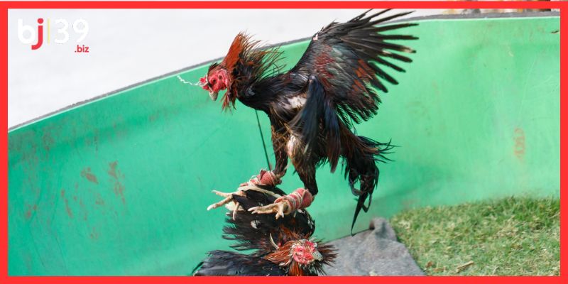 Luật phân định thắng thua trong đá gà cựa sắt